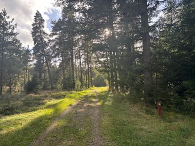 Afternoon Trail Run