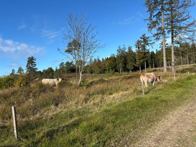 Afternoon Trail Run