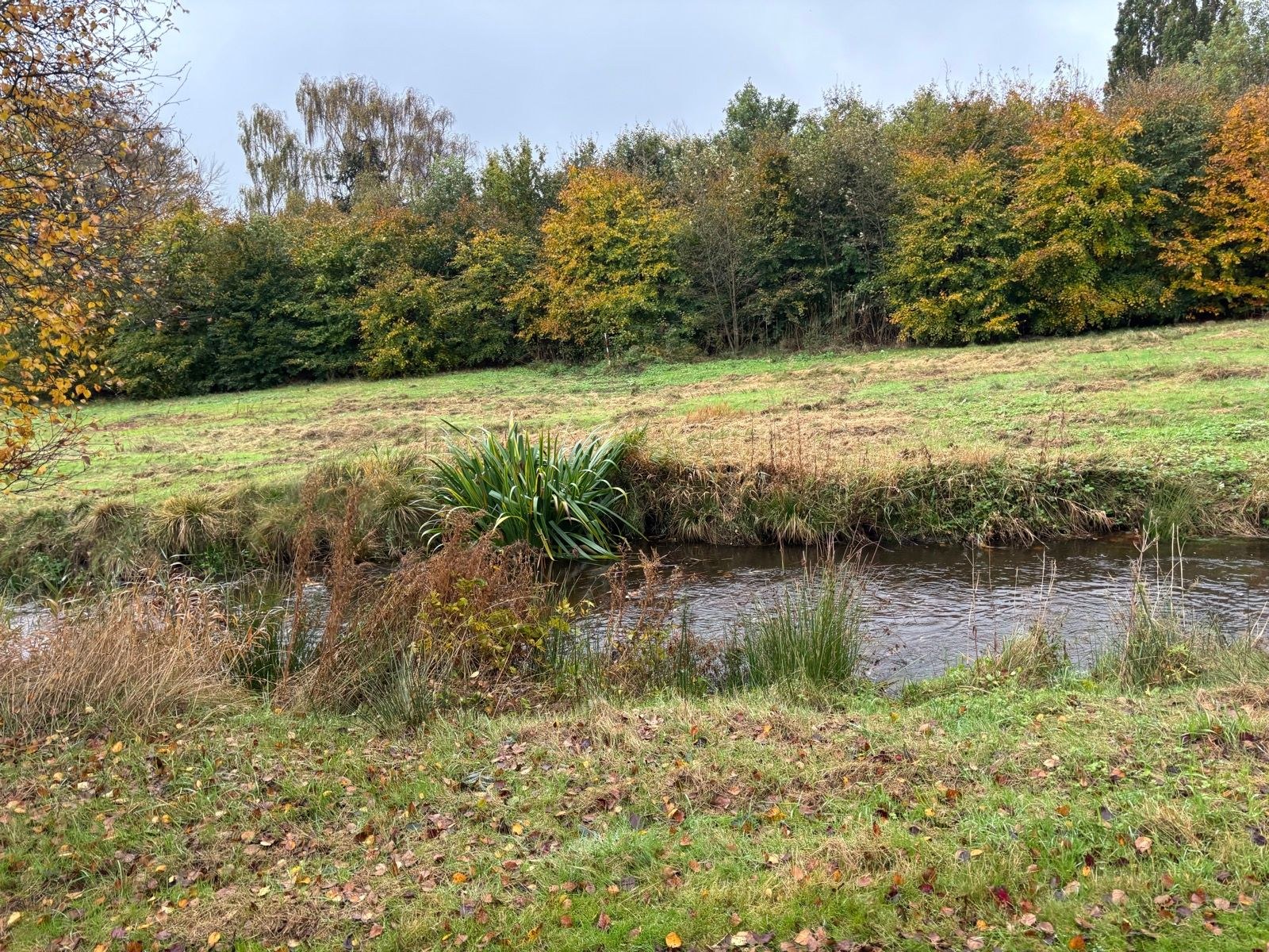 Morning Run | 4 x 15s Strides