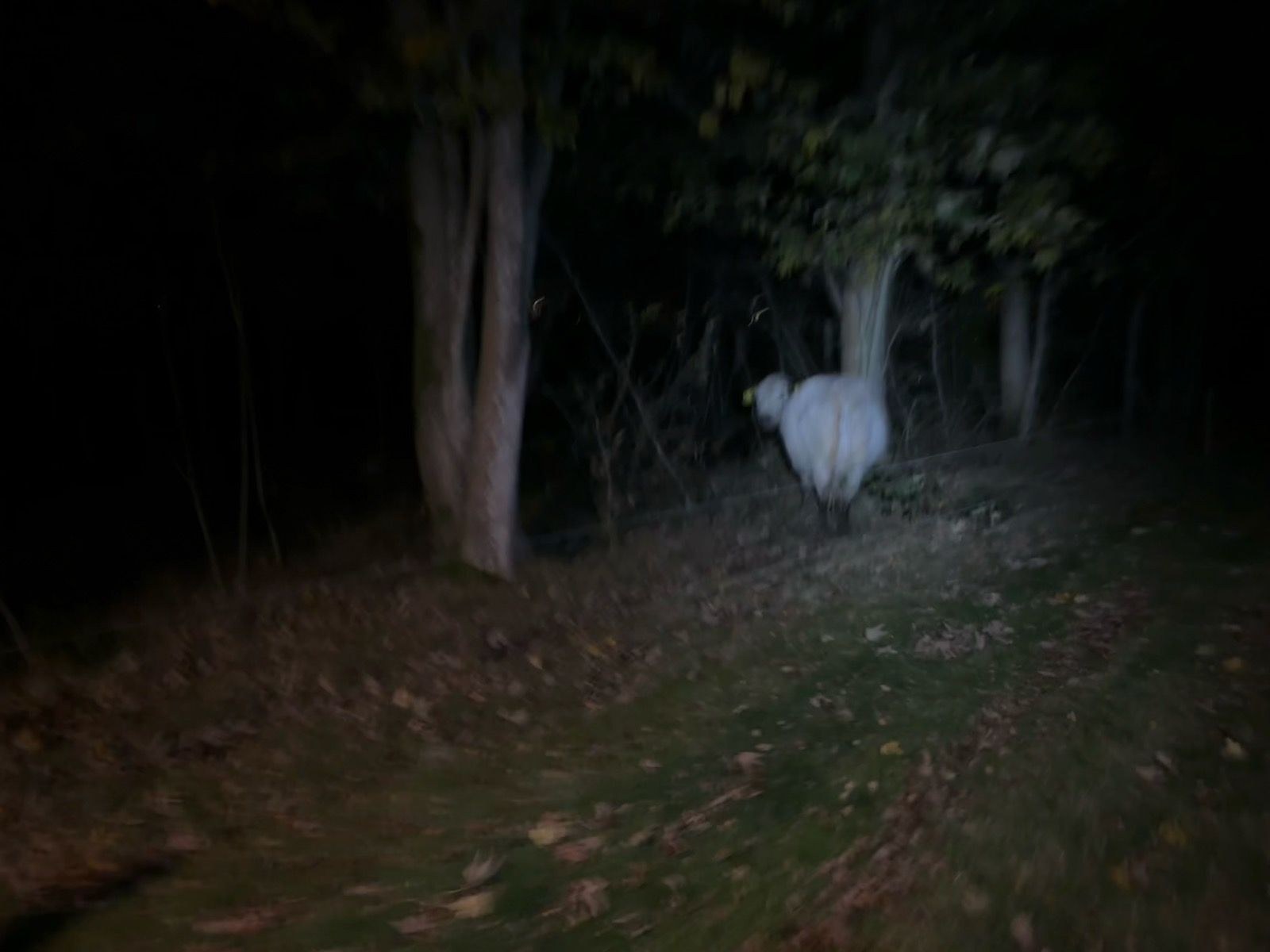 Afternoon Run 🐮🔦