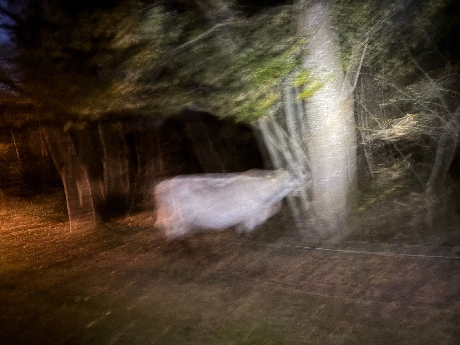 Afternoon Run 🐮🔦