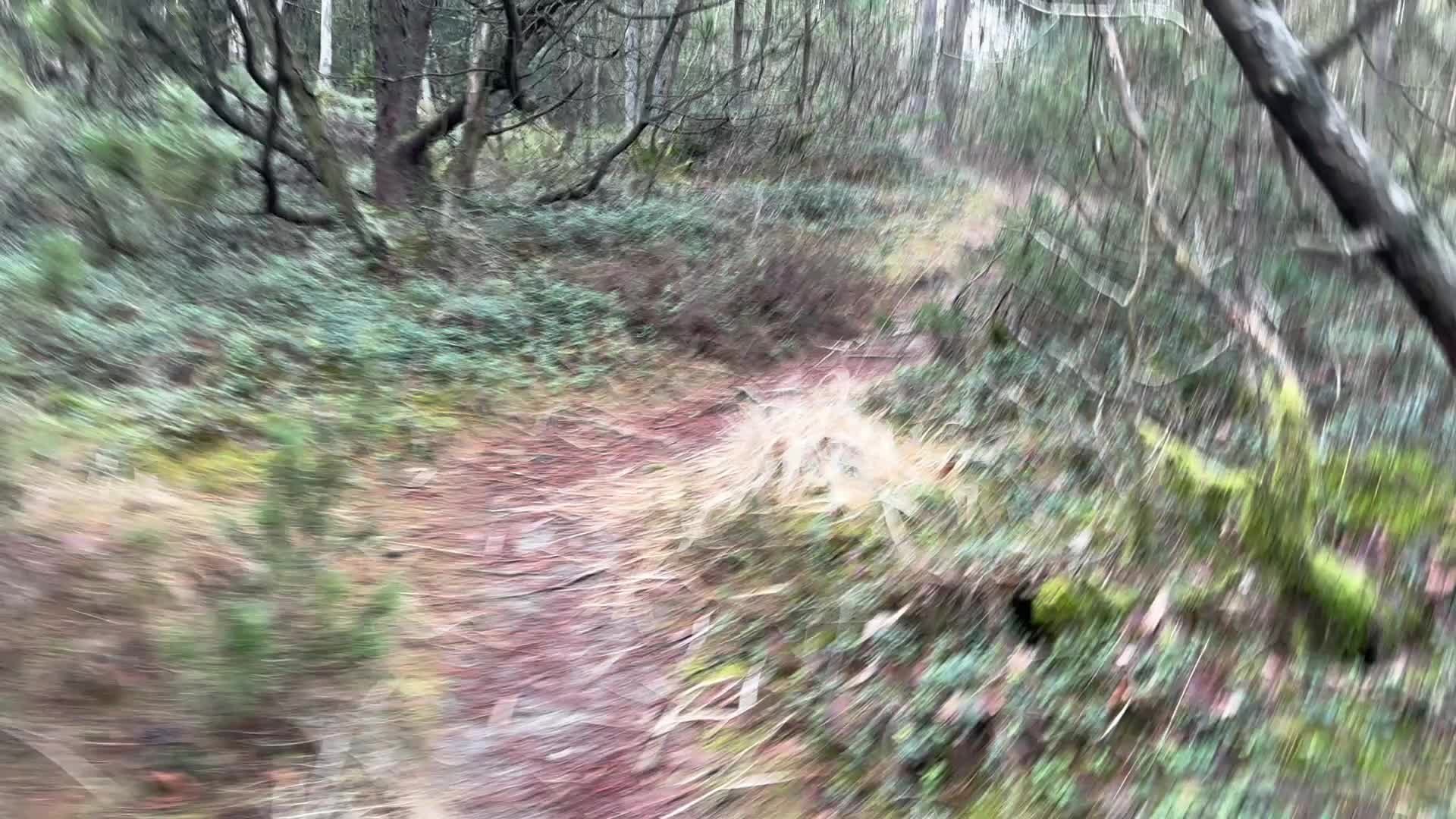 Afternoon Trail Run 🎬🍿